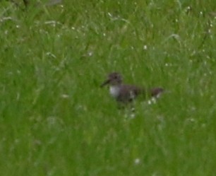 Baird's Sandpiper - ML253394861