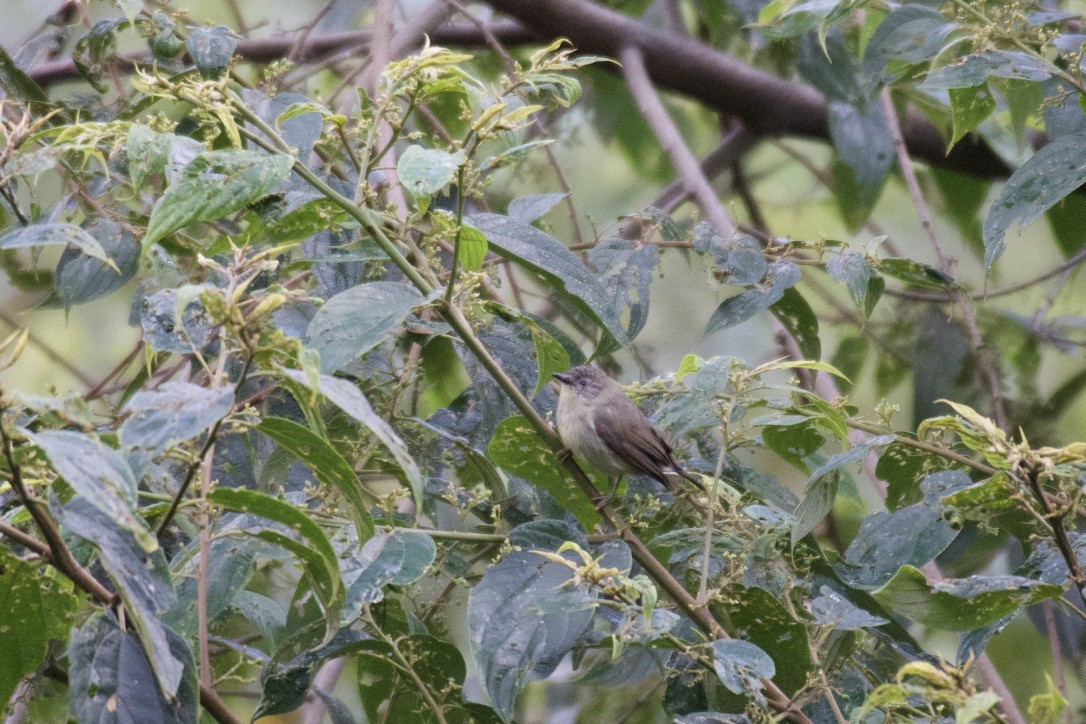 Pygmy Heleia - ML253395051