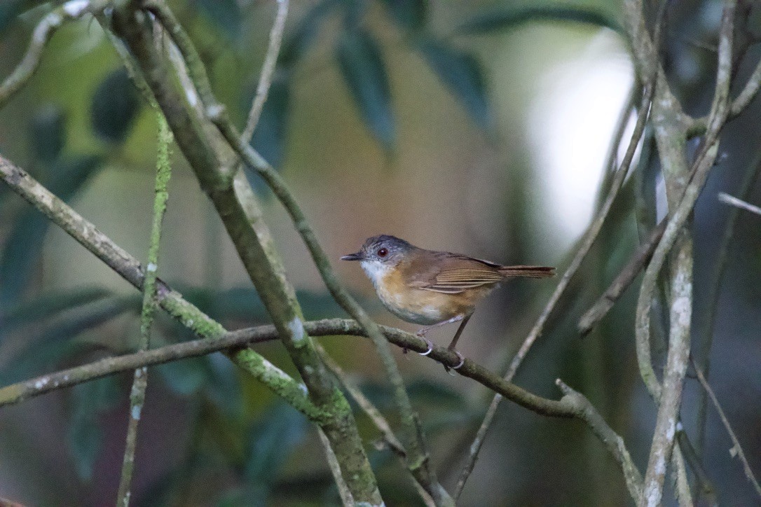 Temminck's Babbler - ML253395141
