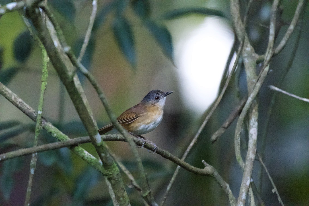 Temminck's Babbler - ML253395171