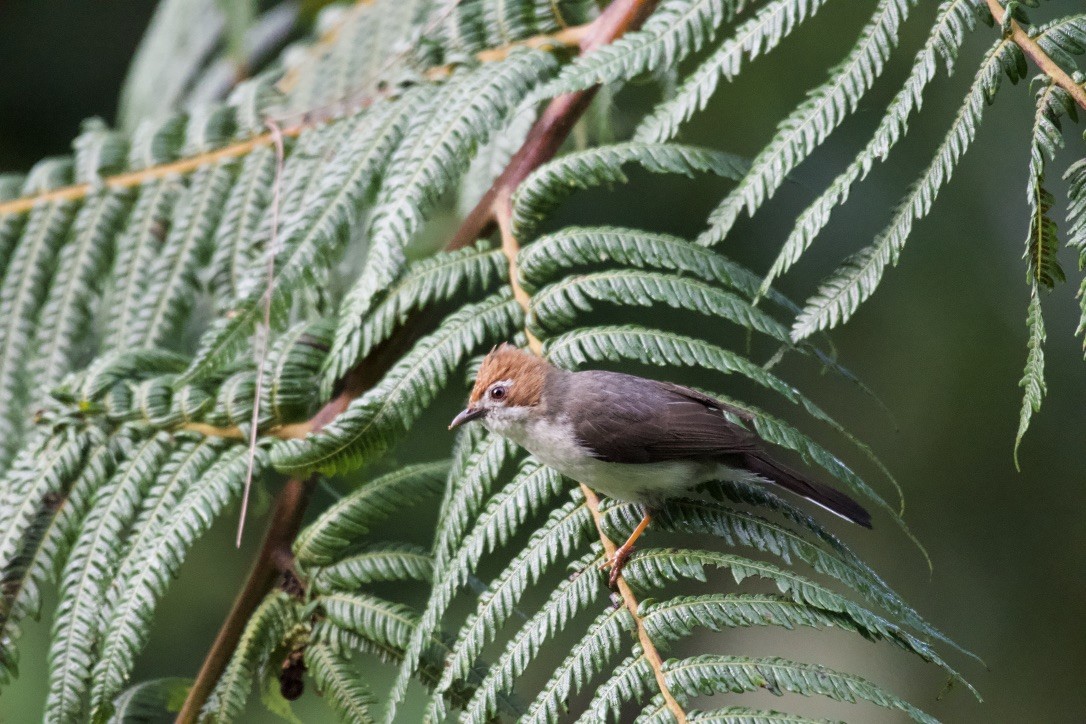 Chestnut-crested Yuhina - ML253395211