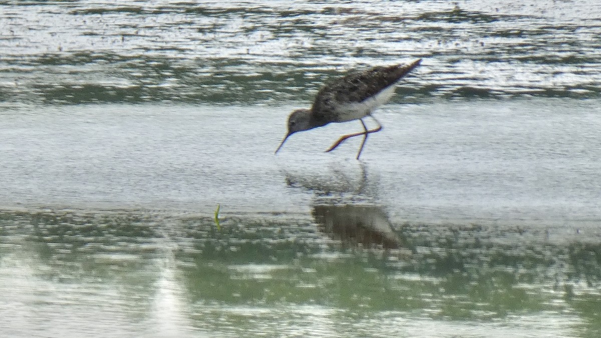 Lesser Yellowlegs - ML253397131