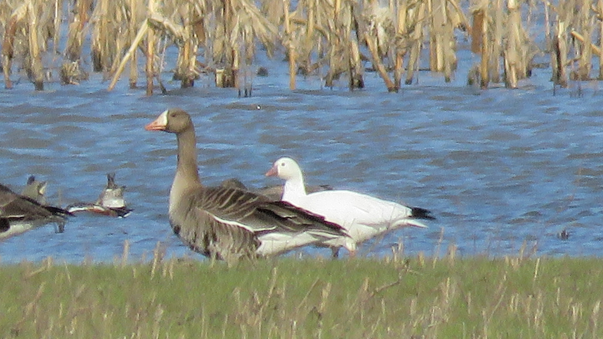 Ross's Goose - ML25339811