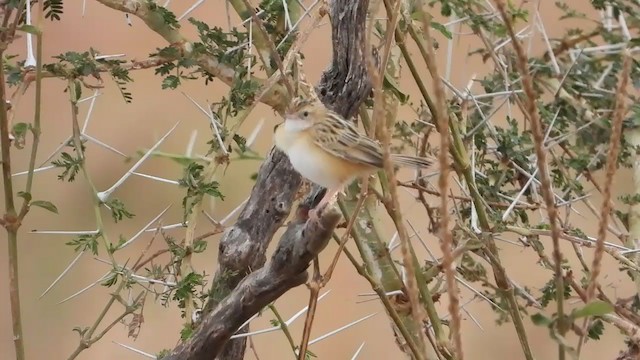 Zitting Cisticola - ML253398731