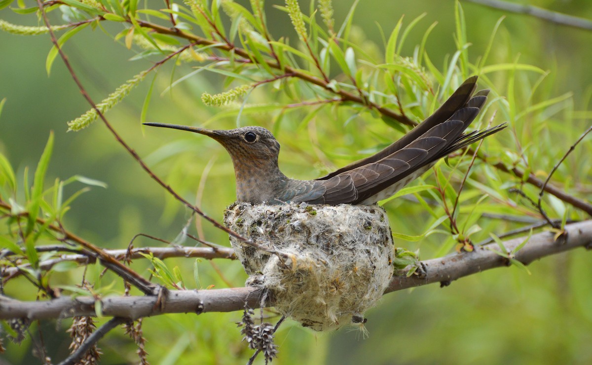 Giant Hummingbird - ML253401701