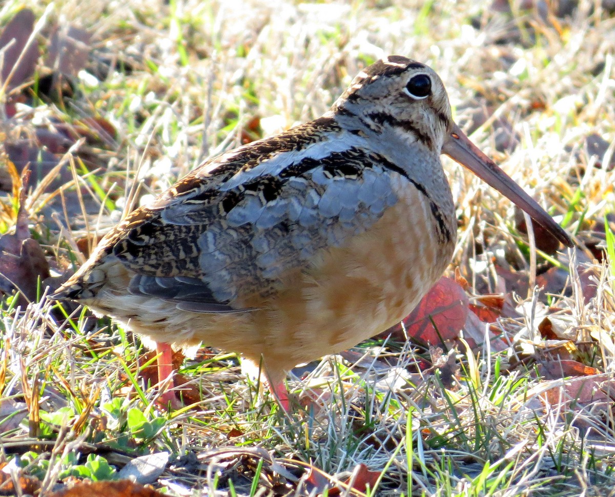 American Woodcock - ML25340241