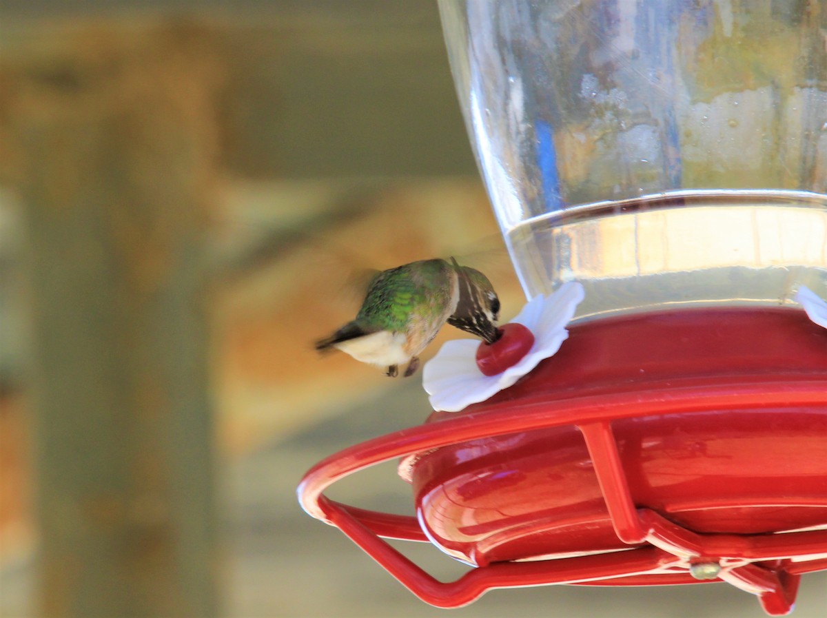 Calliope Hummingbird - ML253404461