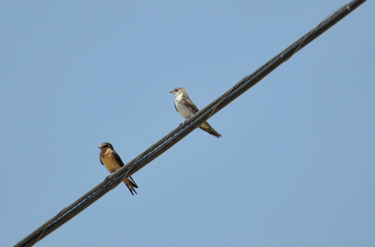 Tree Swallow - ML253404511