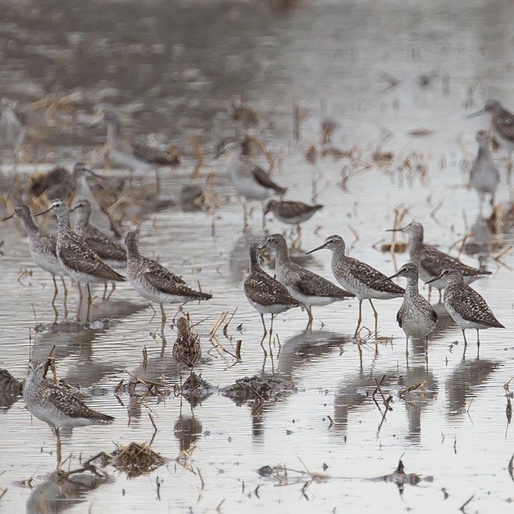 Wood Sandpiper - ML253405501