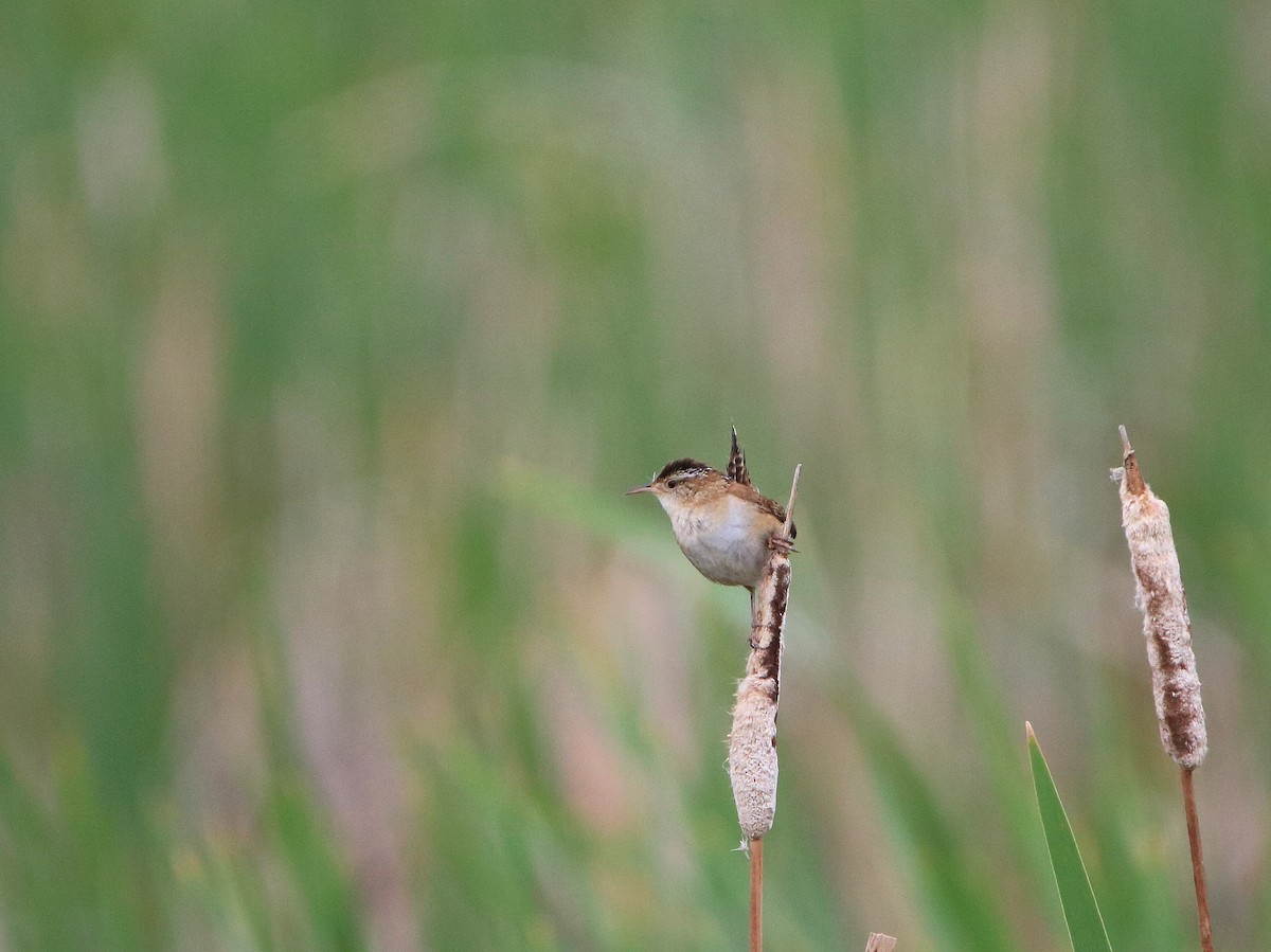 Marsh Wren - ML253407381