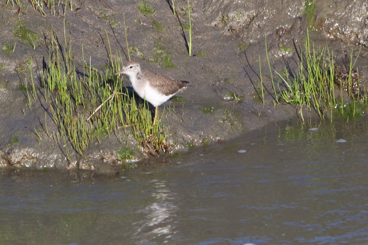 Spotted Sandpiper - ML253407681