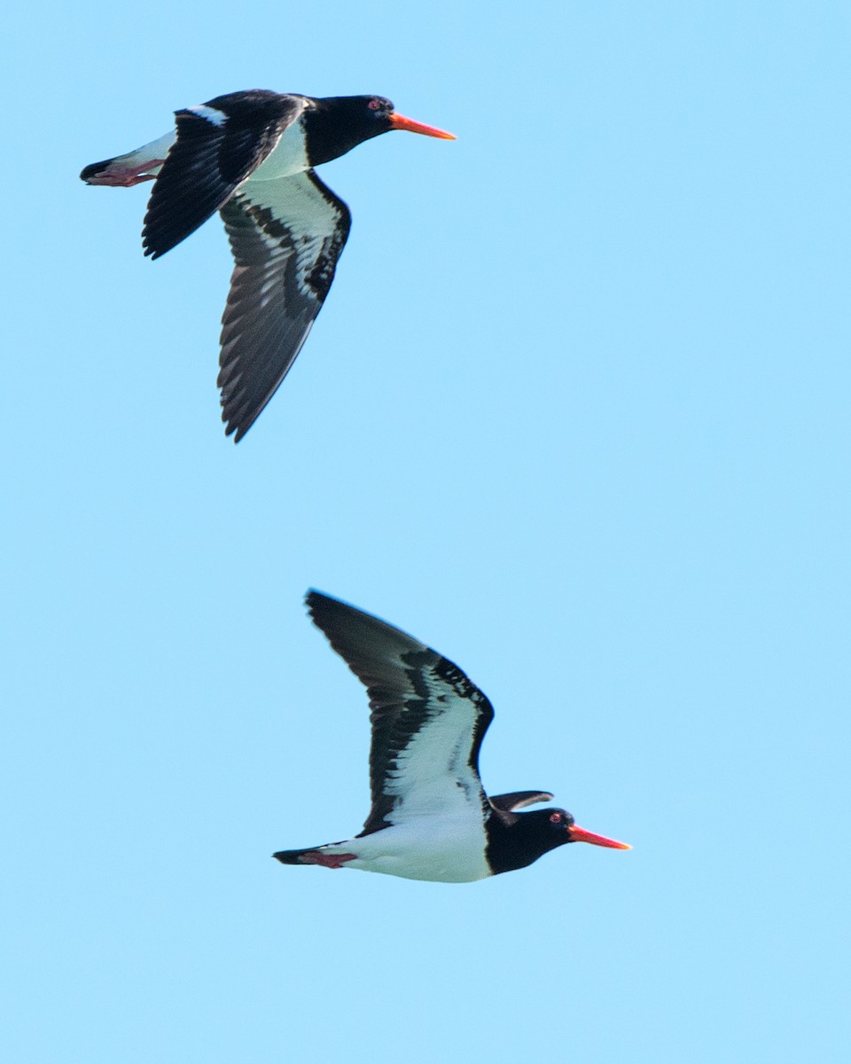 Pied Oystercatcher - ML253407821