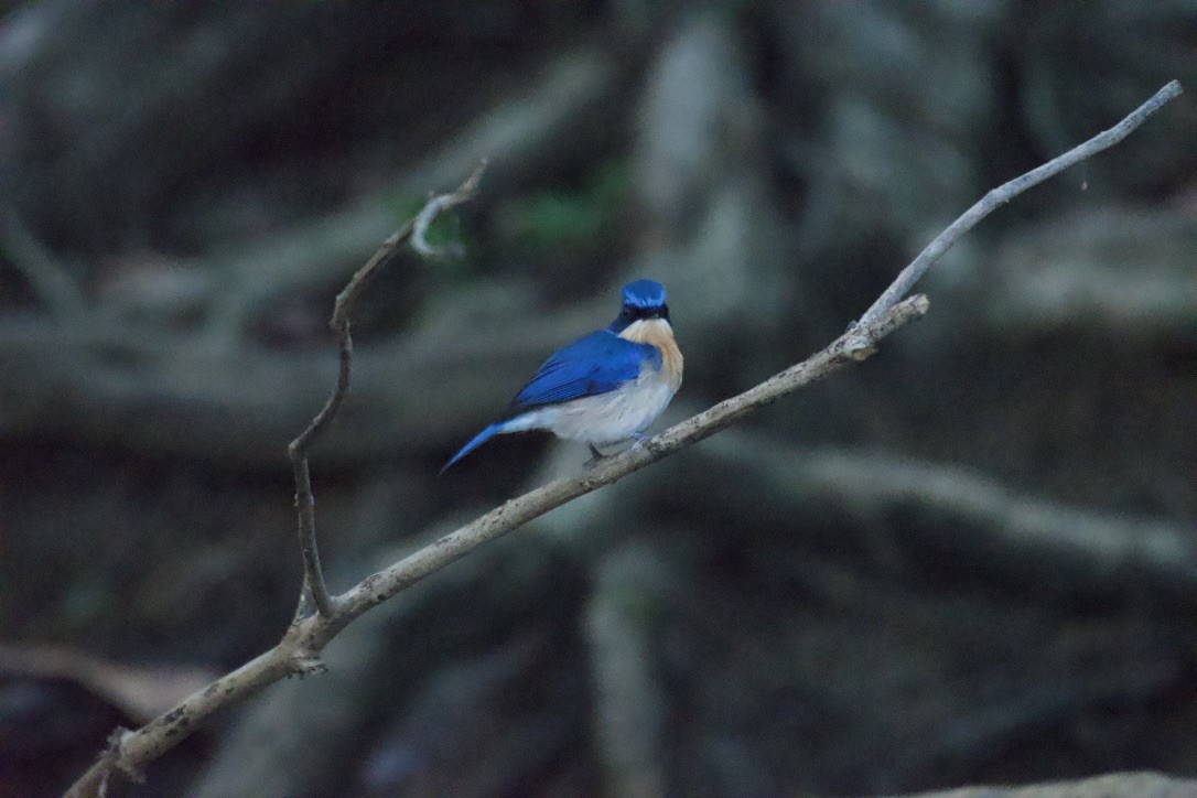 Malaysian Blue Flycatcher - ML253408191