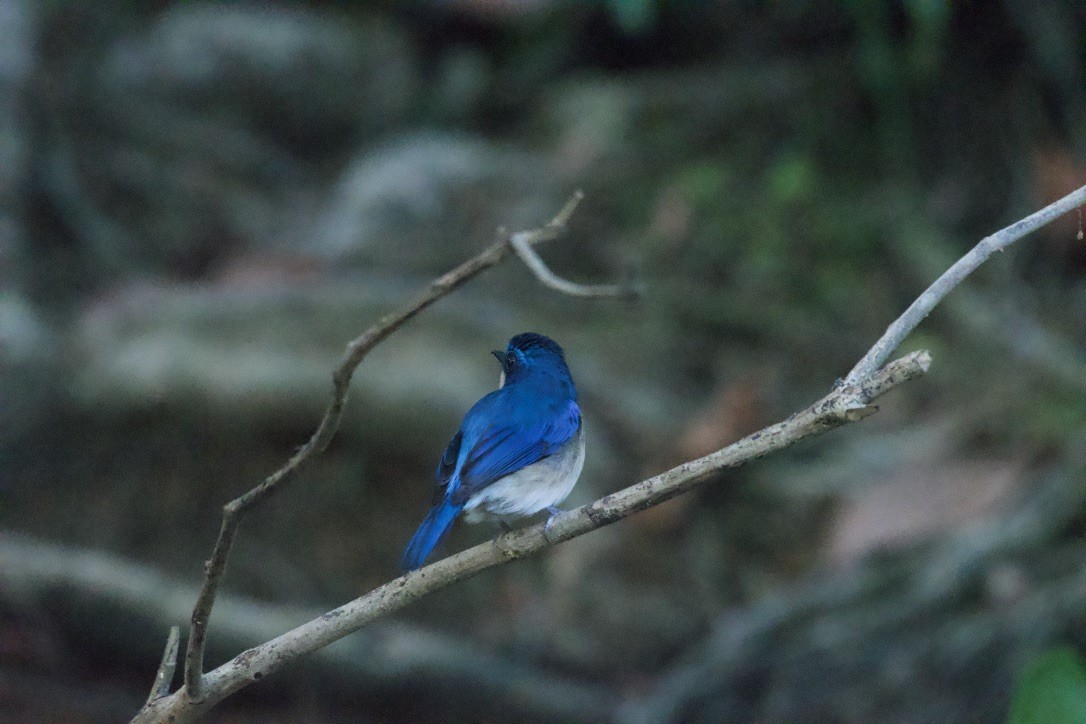 Malaysian Blue Flycatcher - Johan Bergkvist