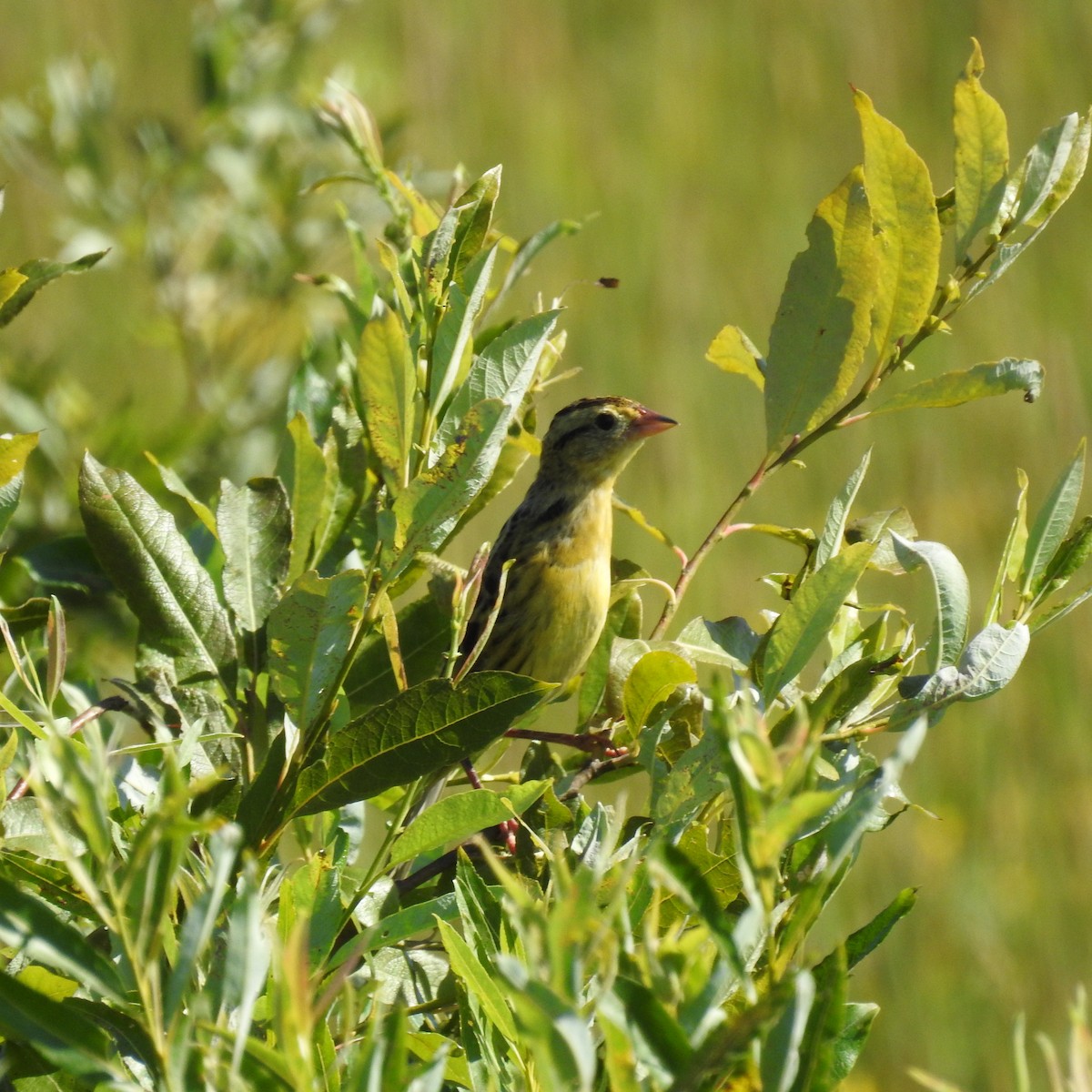 bobolink americký - ML253408281