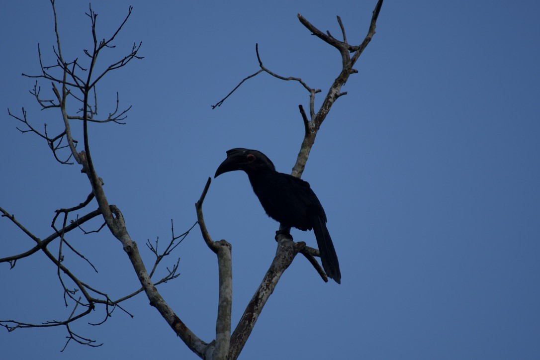 Black Hornbill - Johan Bergkvist