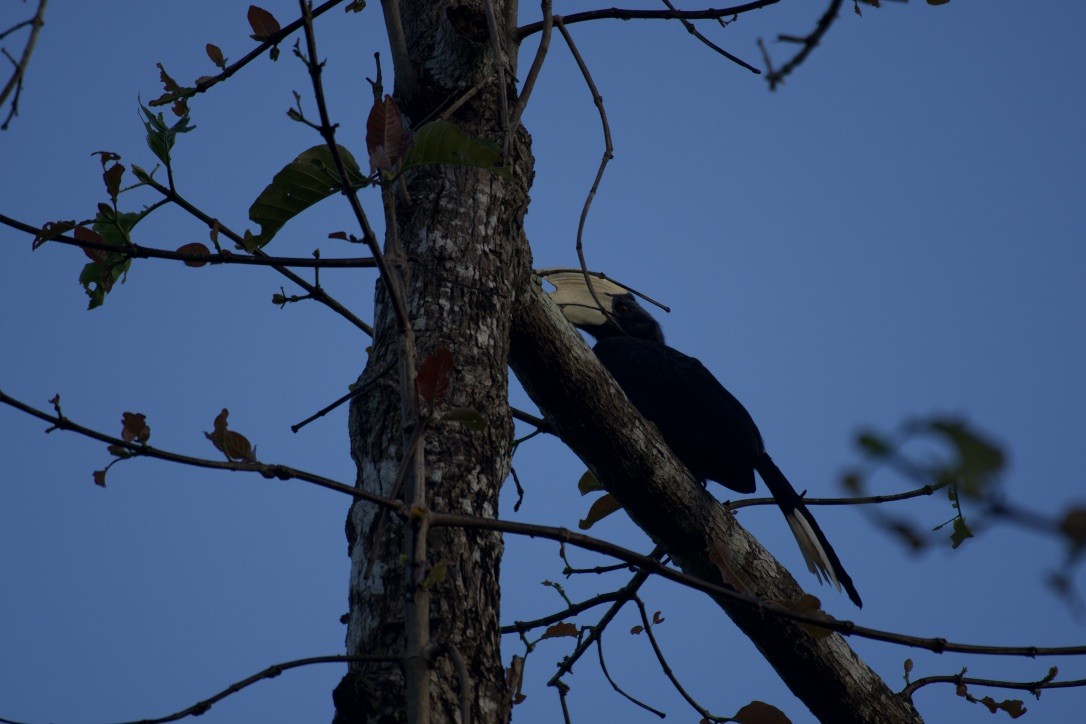 Black Hornbill - Johan Bergkvist