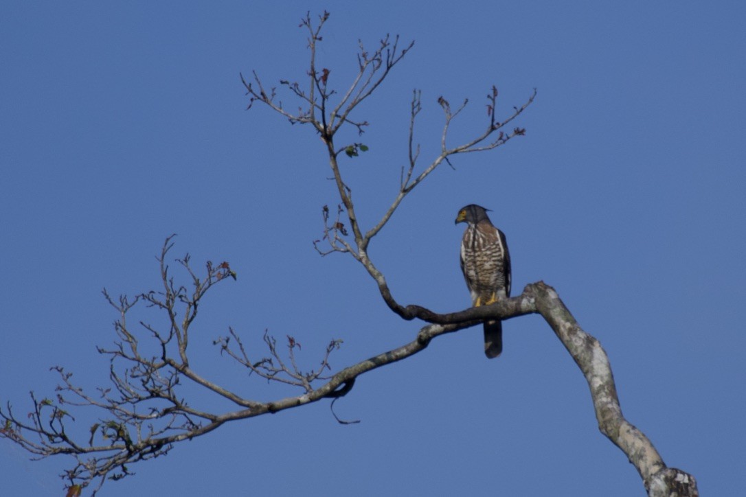 Crested Goshawk - Johan Bergkvist