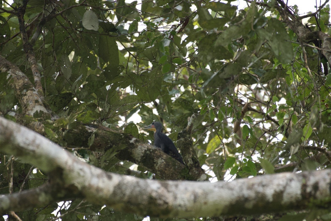 Great Slaty Woodpecker - ML253408891