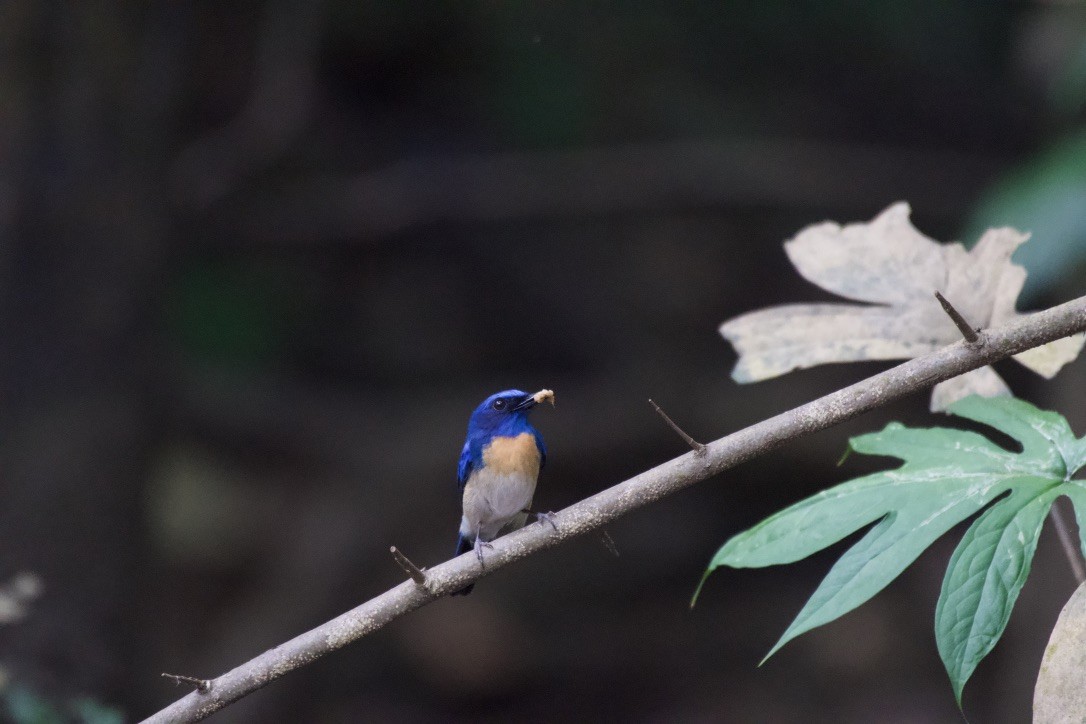 Malaysian Blue Flycatcher - Johan Bergkvist