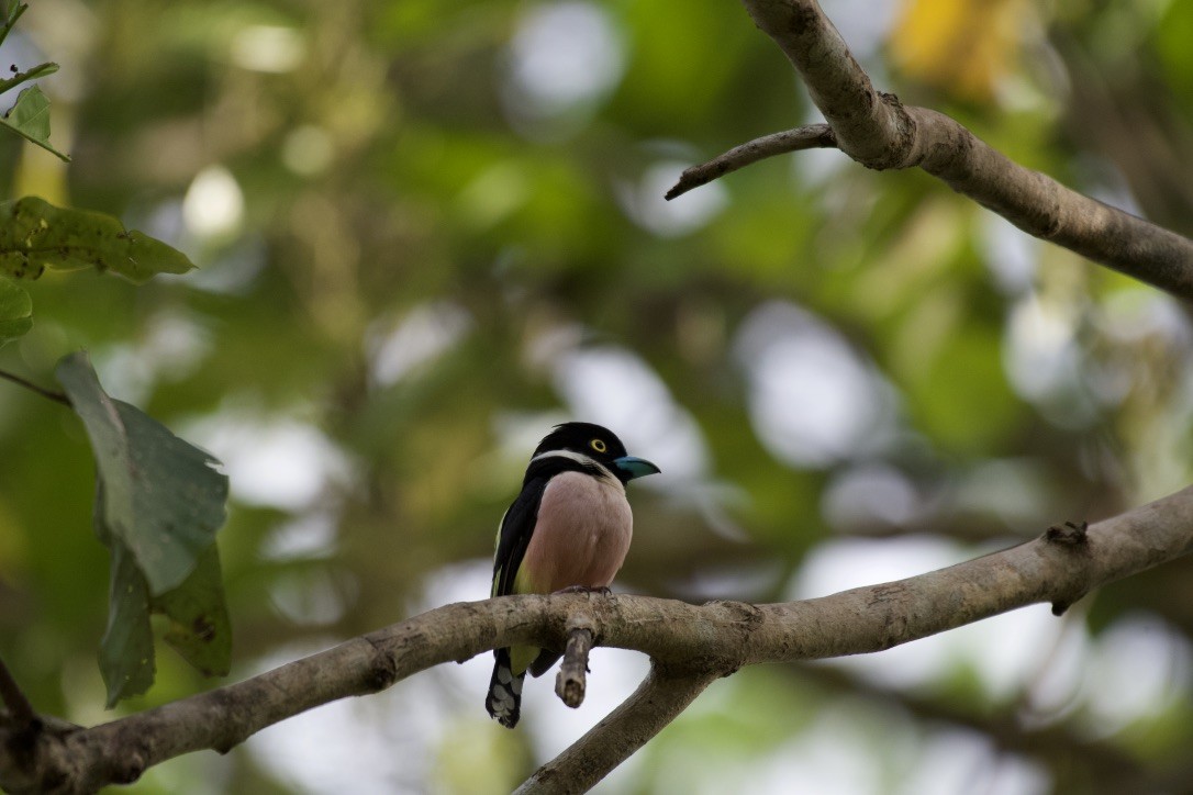 Black-and-yellow Broadbill - ML253410581