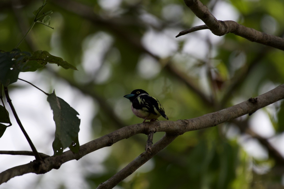 Black-and-yellow Broadbill - ML253410591