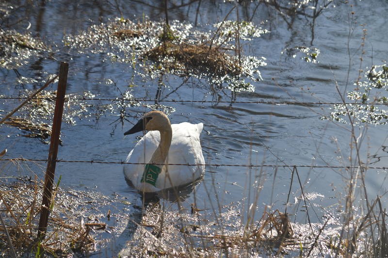 Trumpeter Swan - ML25341111