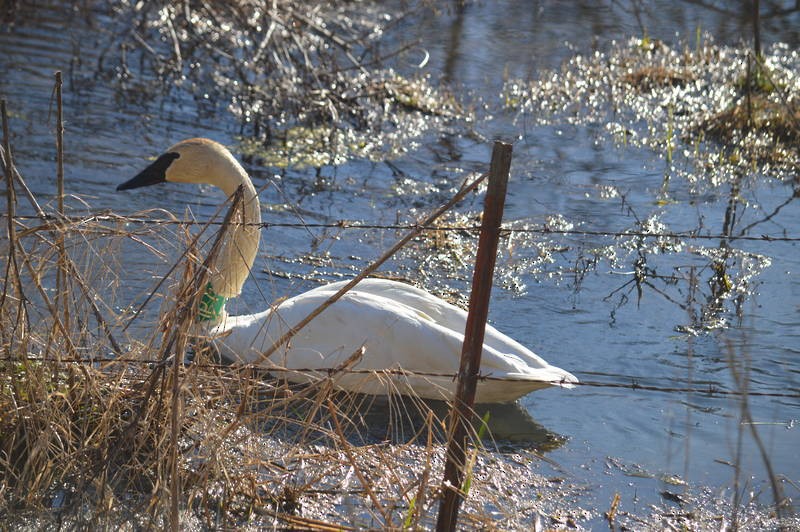 Trumpeter Swan - ML25341121