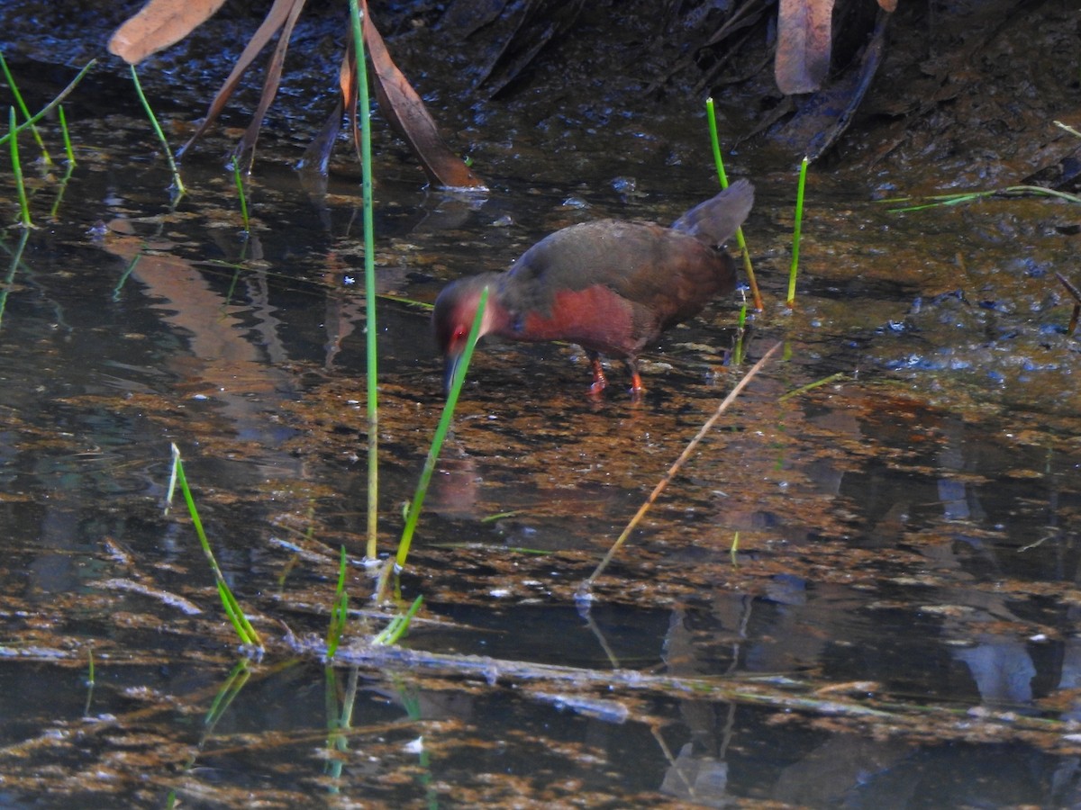 Ruddy-breasted Crake - Afsar Nayakkan