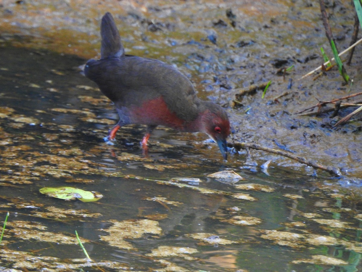 Ruddy-breasted Crake - Afsar Nayakkan