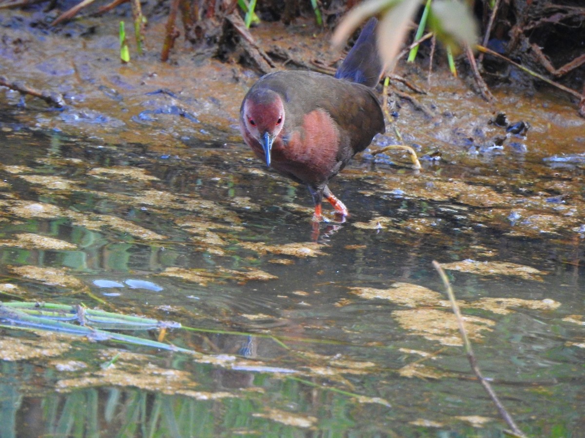 Ruddy-breasted Crake - Afsar Nayakkan