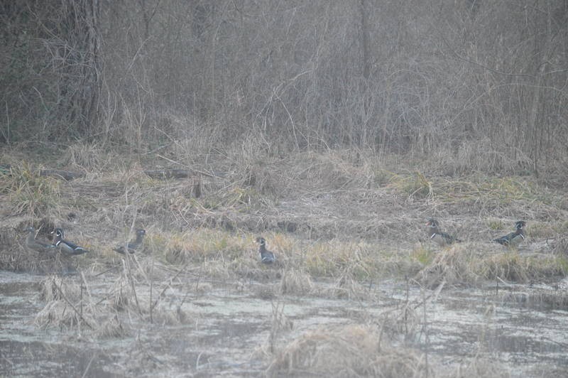 Wood Duck - ML25341401