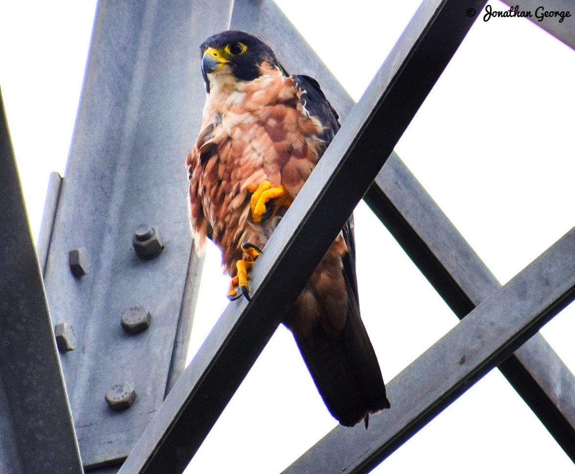 Peregrine Falcon - ML253414741