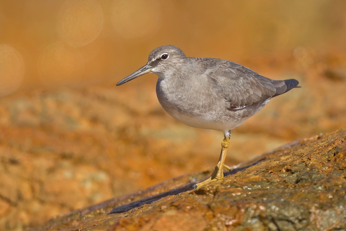 Wandering Tattler - ML253415461