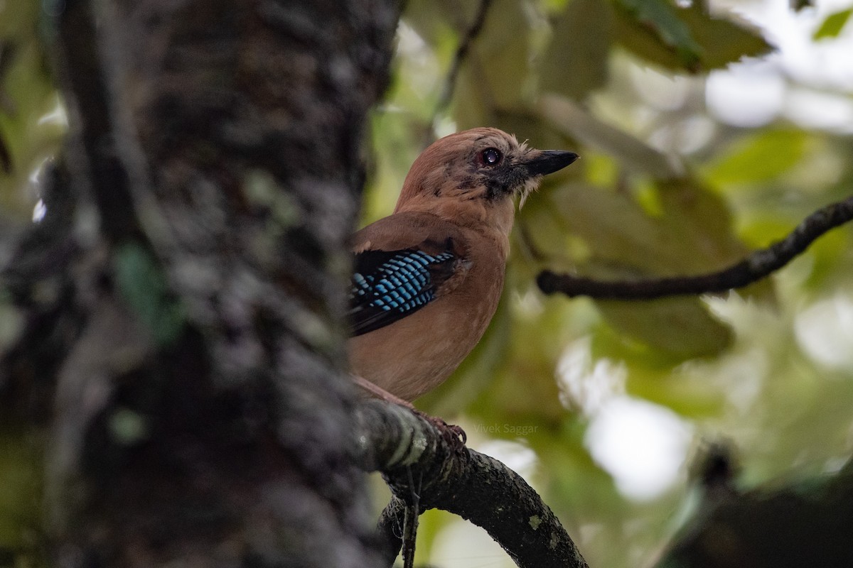 Eurasian Jay - ML253416931