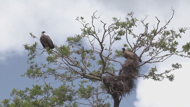 White-backed Vulture - ML253417671