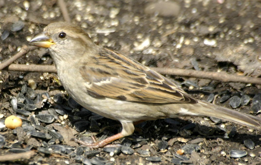 House Sparrow - Dave Spier