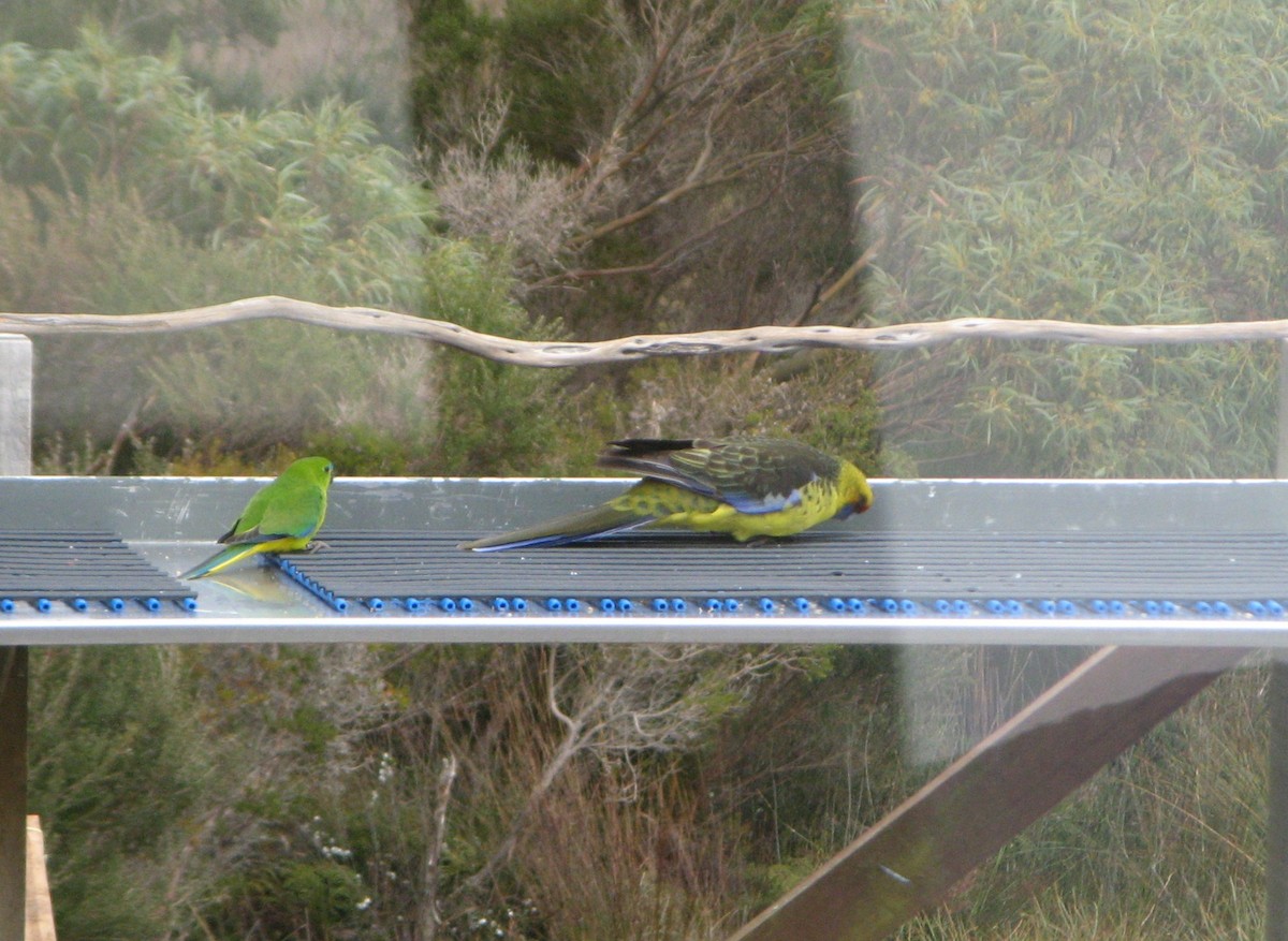 Green Rosella - ML253419921