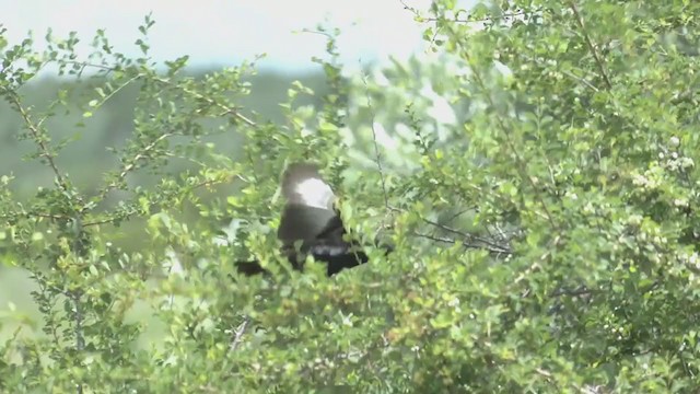 Red-billed Buffalo-Weaver - ML253420331