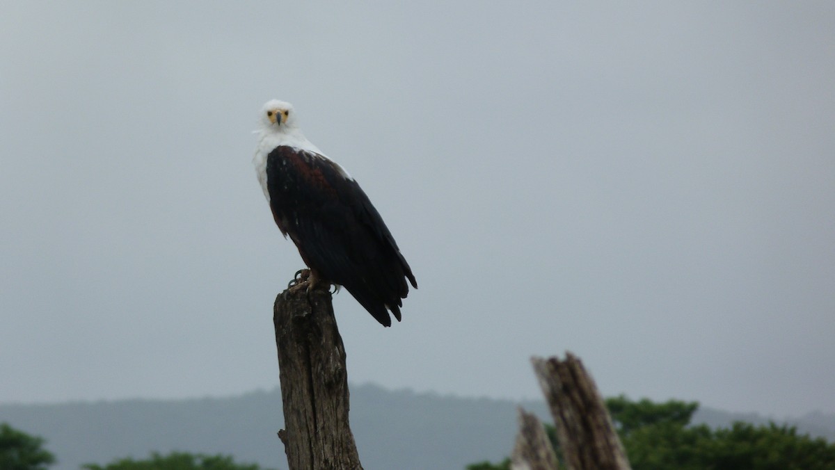 African Fish-Eagle - Juan Diego Acevedo Barberá