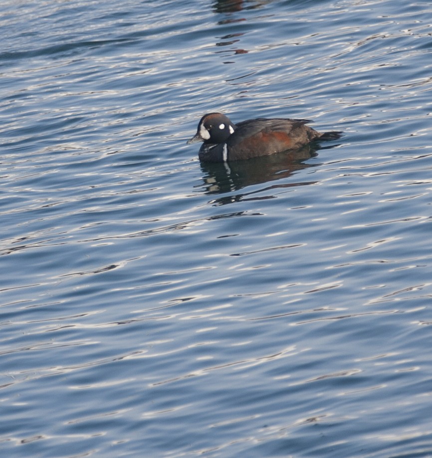 Harlequin Duck - ML25342201