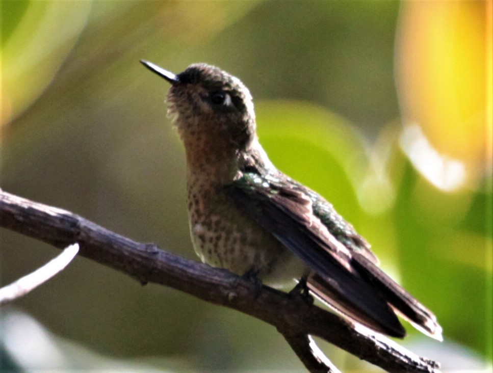 Tyrian Metaltail - Carmelo López Abad