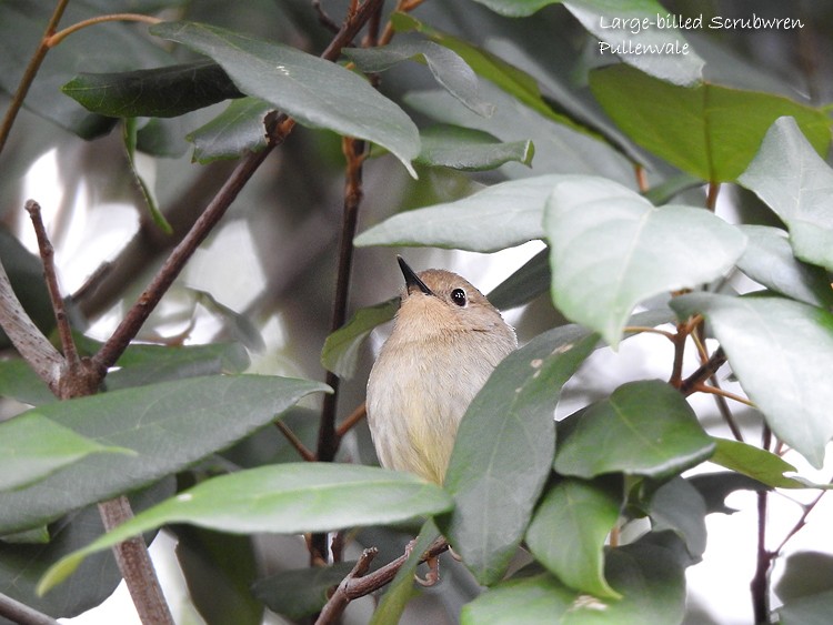 Large-billed Scrubwren - ML253422381