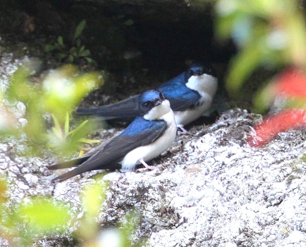 Blue-and-white Swallow (cyanoleuca) - ML253422521