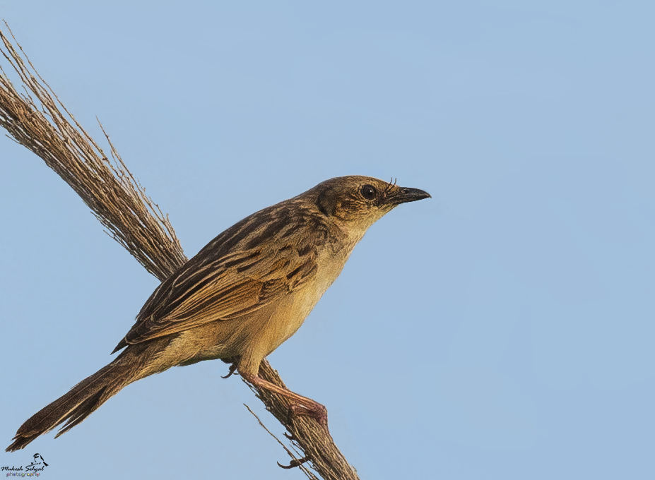 Bristled Grassbird - ML253422741