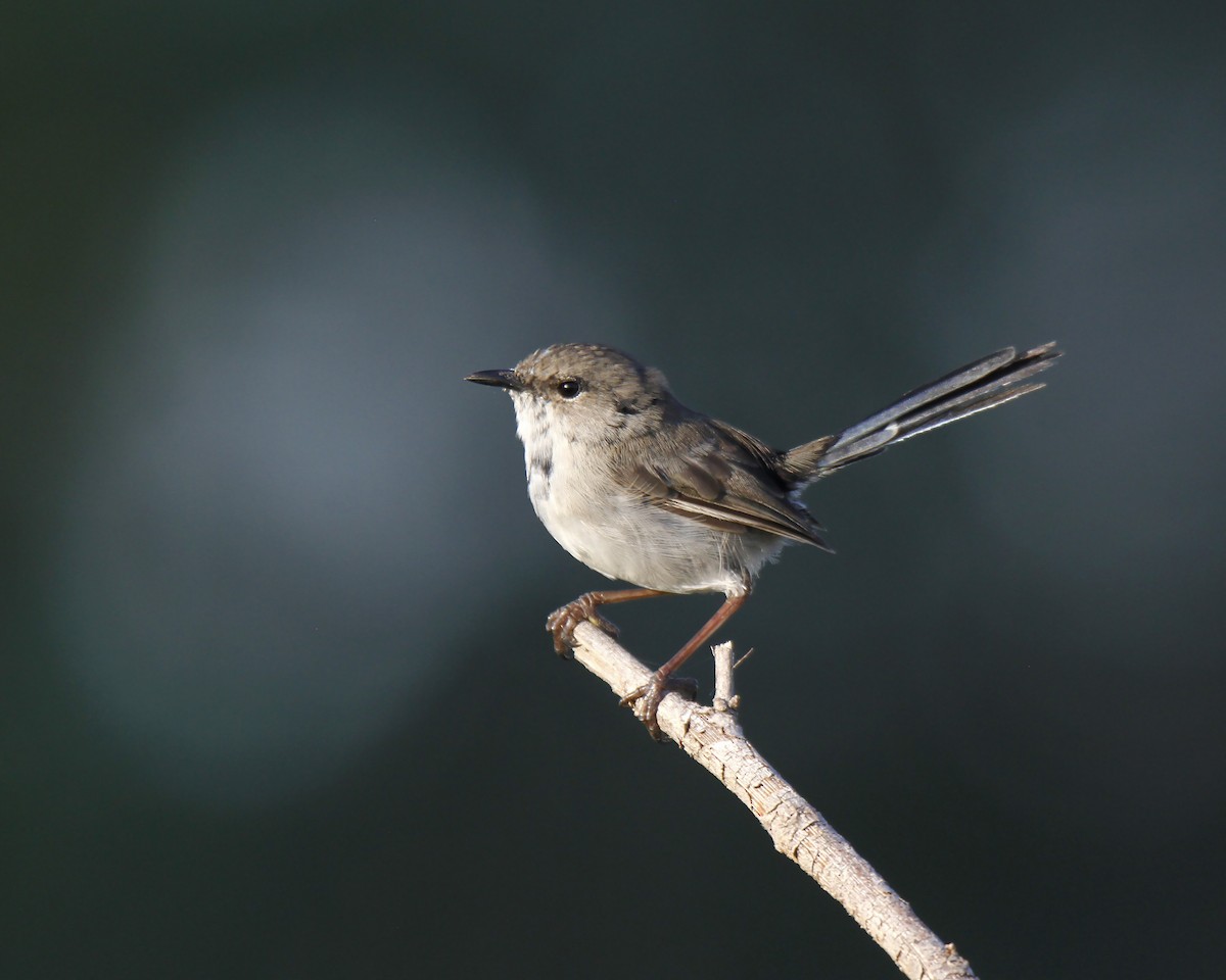 Superb Fairywren - Chris Murray