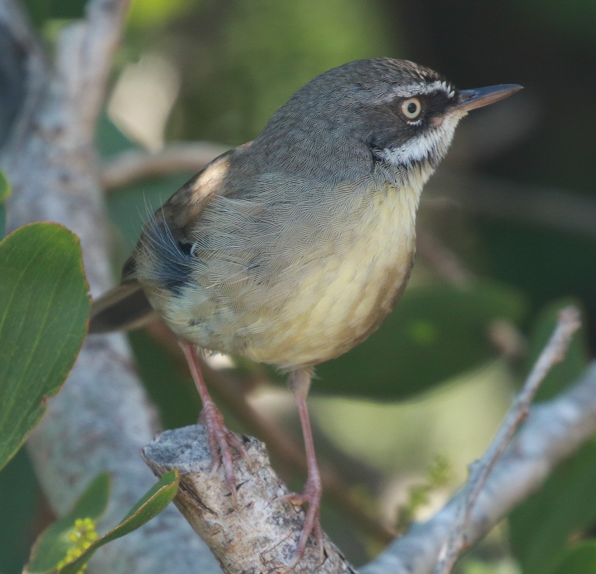 White-browed Scrubwren - ML253425331