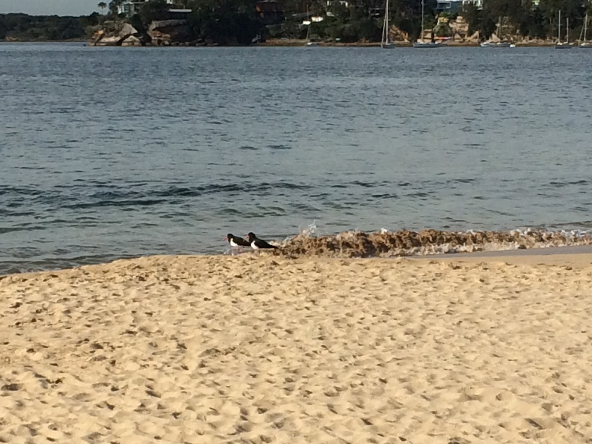 Pied Oystercatcher - ML253425761