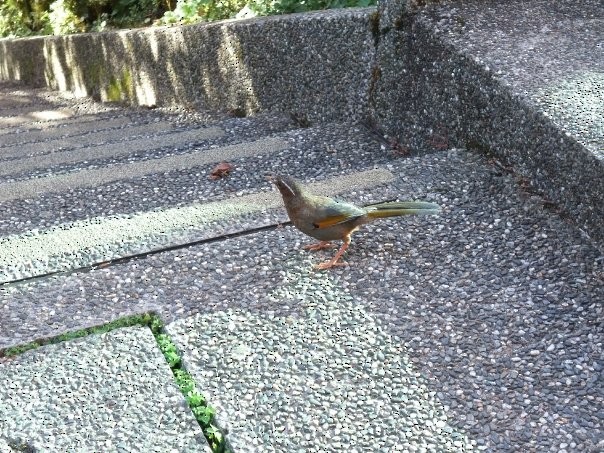 White-whiskered Laughingthrush - ML253425931