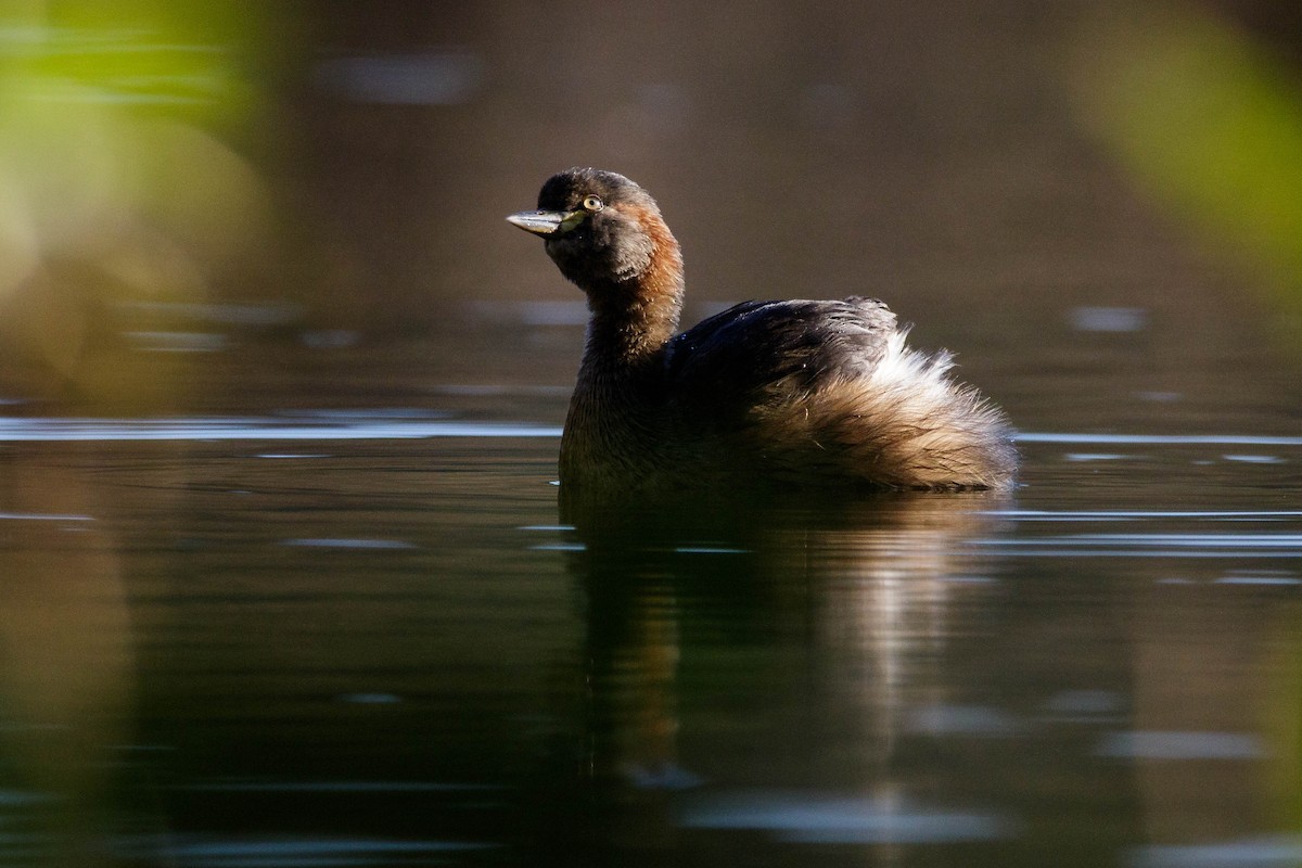 Australasian Grebe - ML253426961